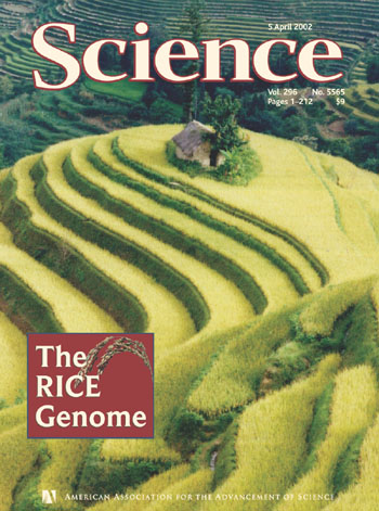 A cover of 'Science' magazine showing terraced slopes of a hillside with a green crop (rice) growing, and with heading: 'The Rice Genome'.